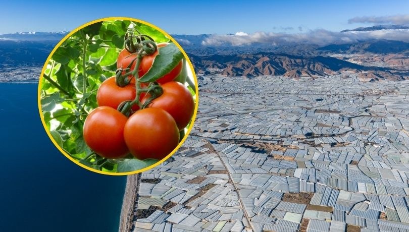 Morze szklarni w Almeríi – hiszpański warzywnik Europy widoczny na zdjęciach satelitarnych /Shutterstock