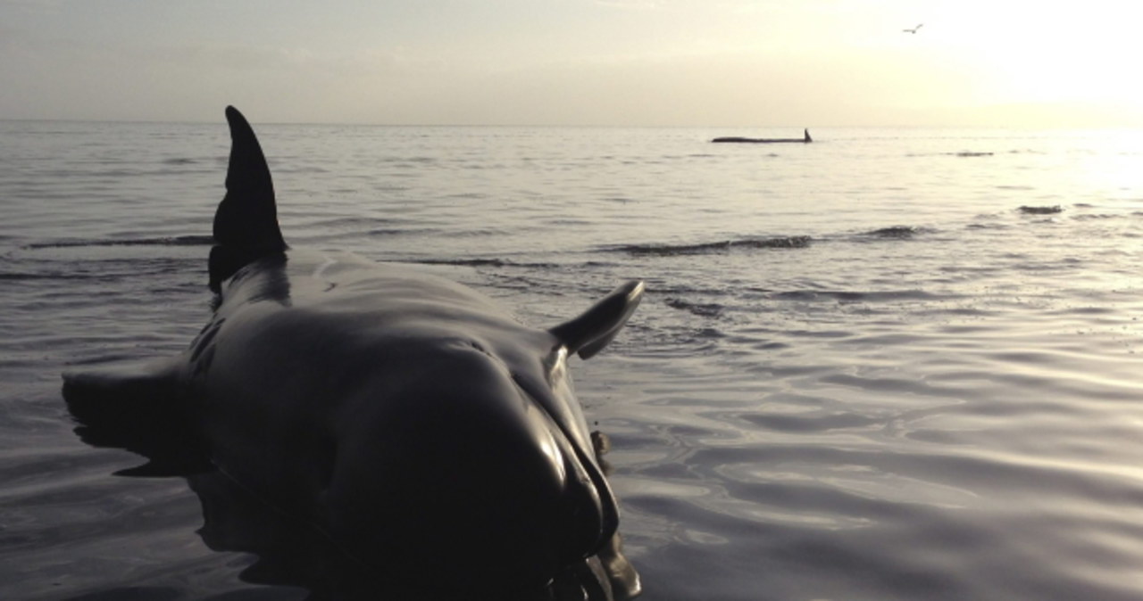 Morze wyrzuciło na brzeg 200 zbłąkanych wielorybów