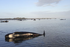 Morze wyrzuciło na brzeg 200 zbłąkanych wielorybów