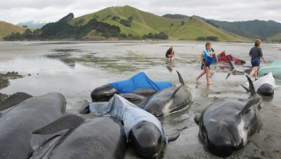 Morze wyrzuciło na brzeg ponad 200 waleni