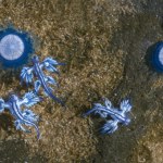 Morze zalały niebieskie "guziki". Trzeba było zamknąć plaże