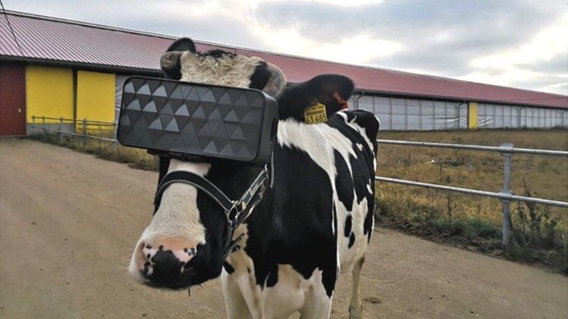 Moskiewskie krowy kochają technologię i na co dzień relaksują się w headsetach VR /Geekweek