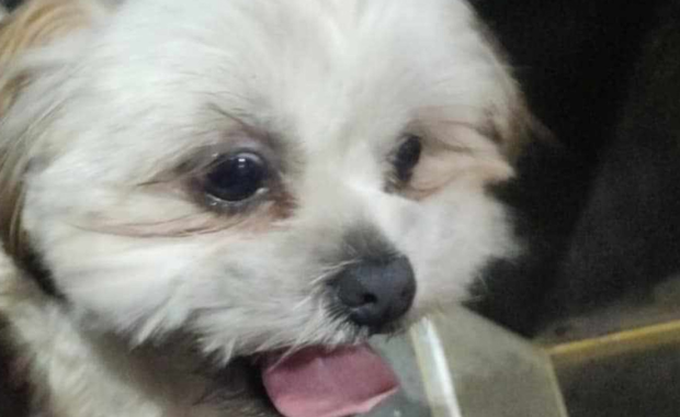 Motorniczy uratował psa. Zwierzę błąkało się między szynami