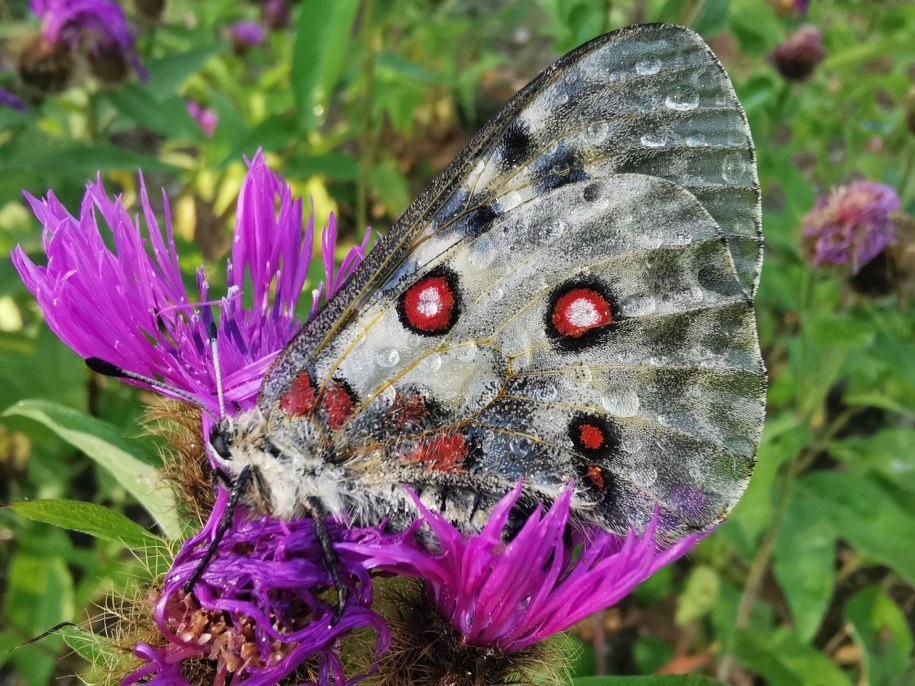 Motyl apollo niepylak /KPN, autor Dariusz Kuś /