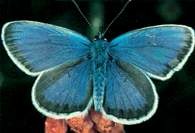 Motyl modraszek wieszczek /Encyklopedia Internautica