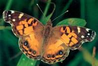 Motyl osadnik megera /Encyklopedia Internautica