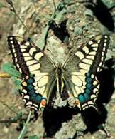Motyl paź królowej /Encyklopedia Internautica