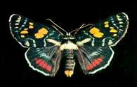 Motyl sówka (Agarista agricola) /Encyklopedia Internautica