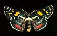 Motyl sówka /Encyklopedia Internautica