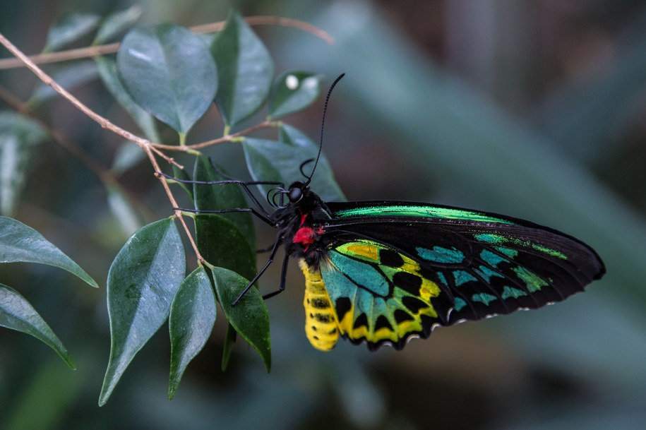 Motyl z gatunku Ornithoptera alexandrae /Shutterstock