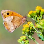 Motyle dopasowują się do zmian klimatu. Mają sprytny sposób