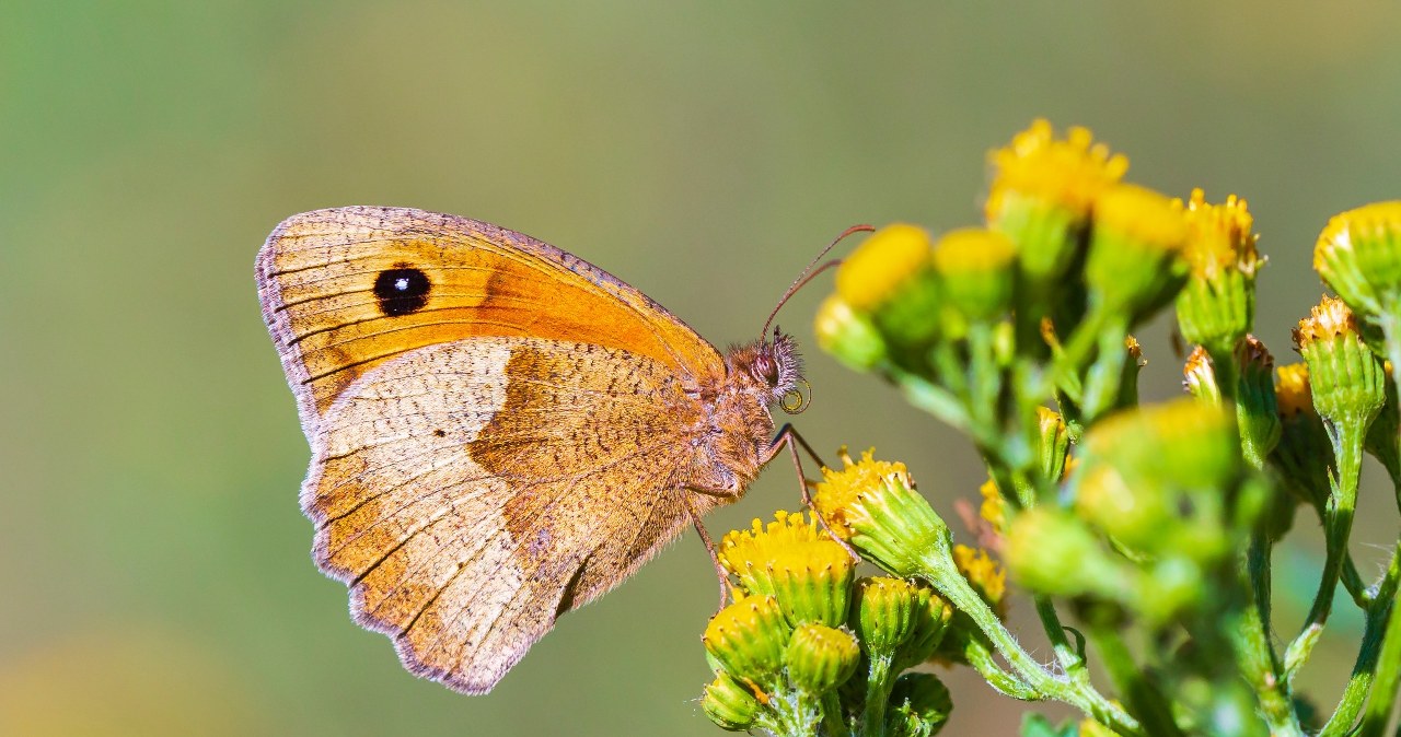 Motyle z gatunku przestrojnik jurtina (Maniola jurtina) dopasowują swój wygląd do wysokich temperatur - uważają naukowcy z Wielkiej Brytanii /123RF/PICSEL
