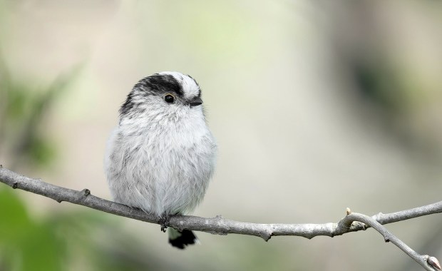 Mówią o nim "latający lizak". Ten ptaszek rozkochał w sobie Polaków