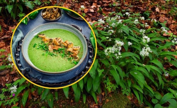 Mówią o nim zielony bohater wiosny. Warto go zasadzić nawet w doniczce