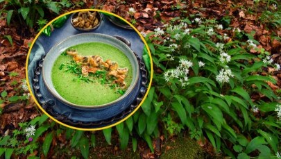 Mówią o nim zielony bohater wiosny. Warto go zasadzić nawet w doniczce