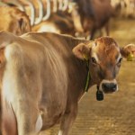 Mówią, że krowy chorują i padają. Szkodliwy środek czy dezinformacja?