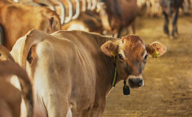 Mówią, że krowy chorują i padają. Szkodliwy środek czy dezinformacja?