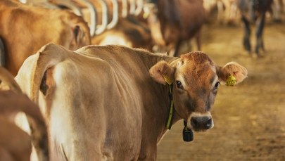 Mówią, że krowy chorują i padają. Szkodliwy środek czy dezinformacja?