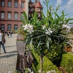 Mówią, że to jeden z najpiękniejszych zamków w Polsce. Na majówkę przygotowano specjalne atrakcje 