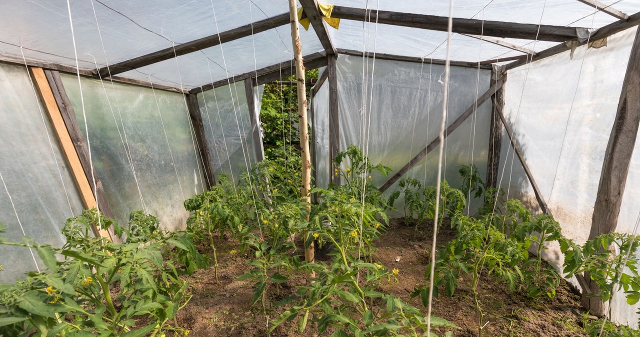 Mozaikę pomidora można z łatwością przenieść z jednej rośliny na drugą, dlatego tak ważne jest zachowanie prewencji. /East News