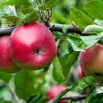Może "na wiele sposobów" uszkadzać narządy". A jednak wiele państw go używa