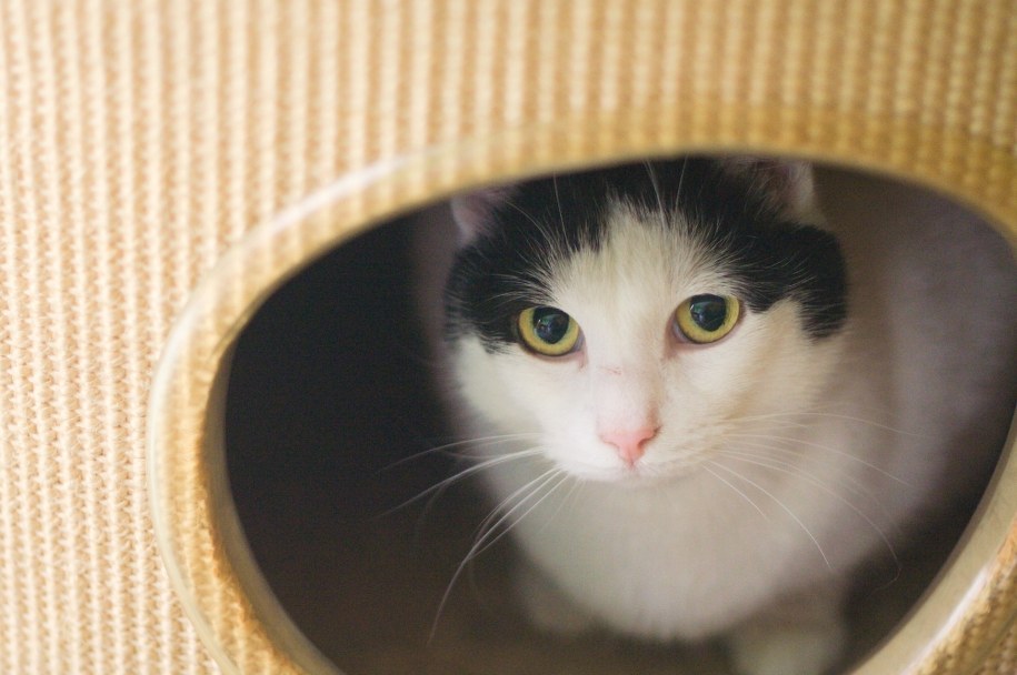 Może się zdarzyć, że kot ma mało kontaktu z człowiekiem i zrzuca coś, by zwrócić na siebie uwagę. /Maciej Nycz /RMF FM