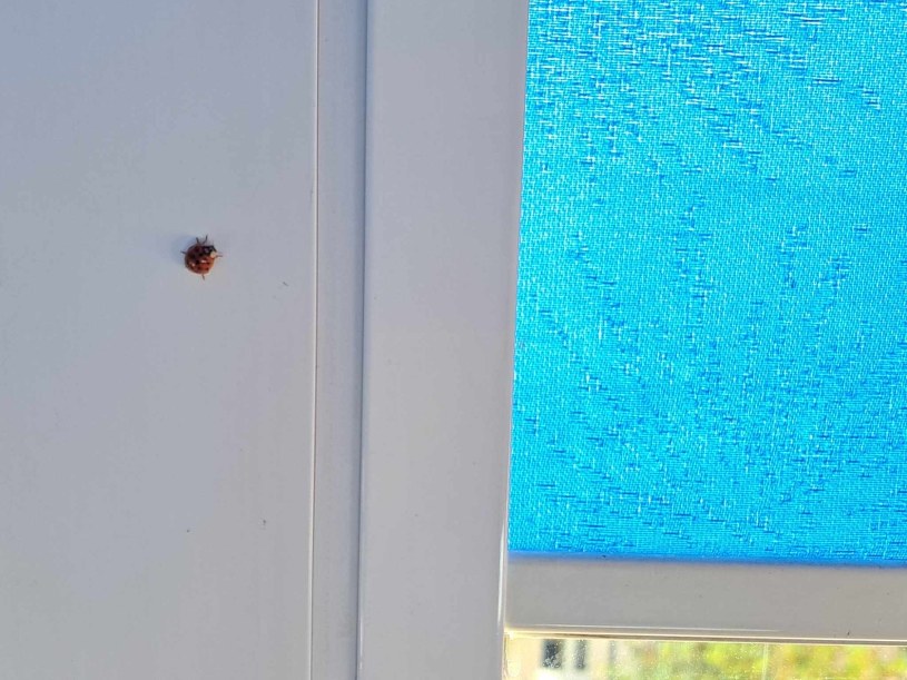 Może ugryźć i zostawić "pamiątkę". Wejdzie każdą szczeliną 
