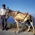 Może żyć 50 lat i jest odporny. Gra w filmach i nosi wielkie ciężary