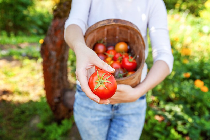 Możemy uchronić pomidory przed zarazą ziemniaczaną, stosując kilka sprawdzonych metod /123RF/PICSEL