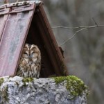 Możesz go spotkać w nietypowych miejscach. Ta sowa ma wyjątkowe upodobania