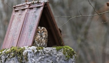 Możesz go spotkać w nietypowych miejscach. Ta sowa ma wyjątkowe upodobania