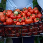 Możesz mieć 2 razy więcej pomidorów. Ten nawóz nie ma sobie równych