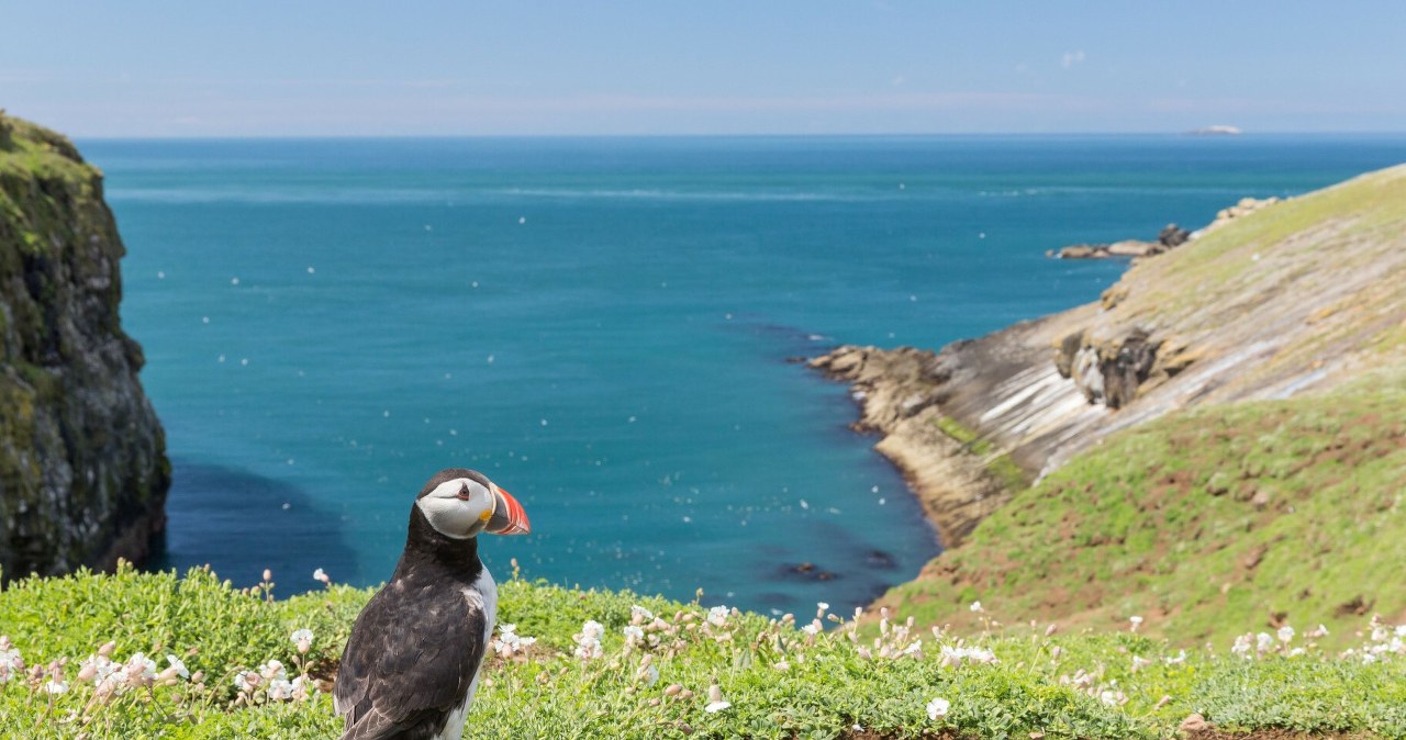 Możesz spędzić na pięknej wyspie Skomer kilka miesięcy za darmo. Warunek jest jeden /Drew Buckley/REX Shutterstock/EAST NEWS /East News
