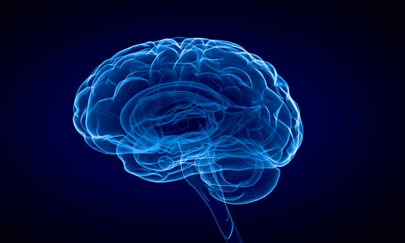 Mózg jest jednym z kluczowych narządów układu nerwowego /123RF/PICSEL