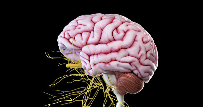 Mózg wraz ze wszystkimi nerwami głowy /123RF/PICSEL