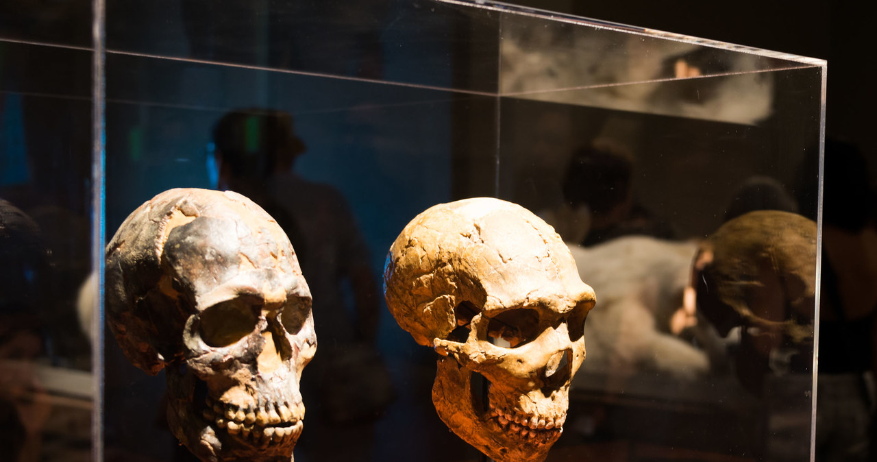Mózgi ludzi współczesnych i przodków człowieka sprzed 160 tysięcy lat niewiele różnią się rozmiarami /123RF/PICSEL