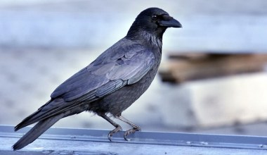 Można go pomylić z gawronem. Ornitolodzy dyskutują, czy w ogóle istnieje