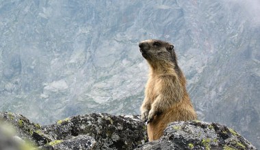Można go spotkać tylko w Tatrach. Wkrótce zapadną w sen zimowy