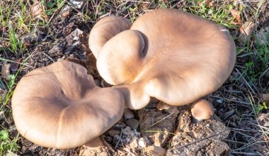 Można je zbierać przez całą zimę. Szukaj określonych gatunków drzew
