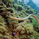 Można się na nie natknąć nawet podczas kąpieli. To czołówka jadowitych węży