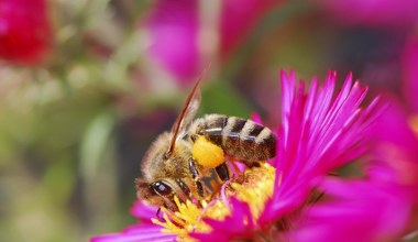 Można zacząć się martwić. Pszczoły oficjalnie uznane za zagrożone