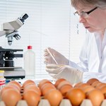 MRiRW: Na polskim rynku nie ma jaj zakażonych salmonellą