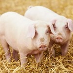 MRiRW: Polska powinna być samowystarczalna w produkcji wieprzowiny