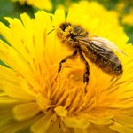 MRiRW: powstanie zespół doradczy ds. pszczelarstwa