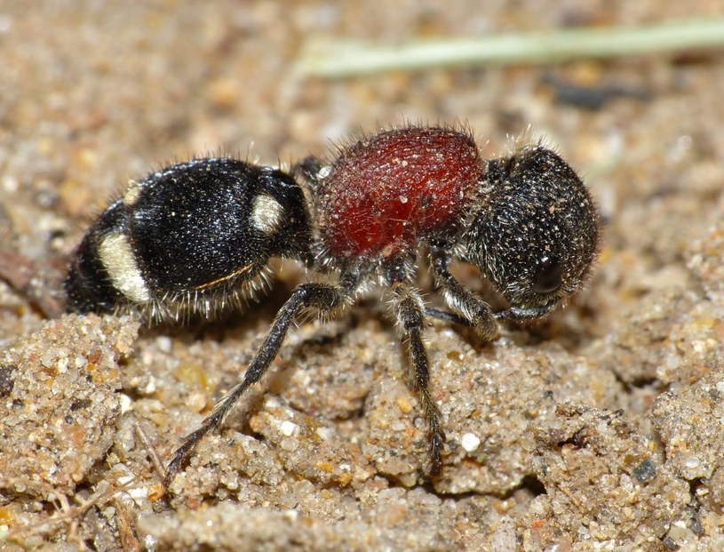 Mrówka aksamitna /materiały prasowe