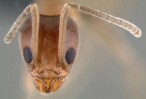 Mrówka argentyńska: Najgroźniejszy drapieżca świata czy stymulator erotycznych uniesień