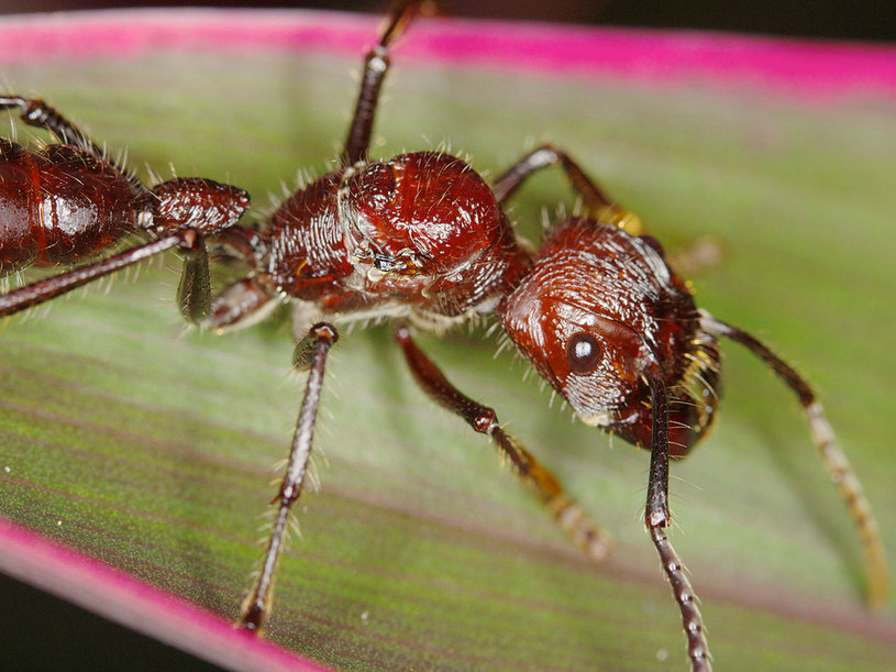 Mrówka pociskowa /materiały prasowe