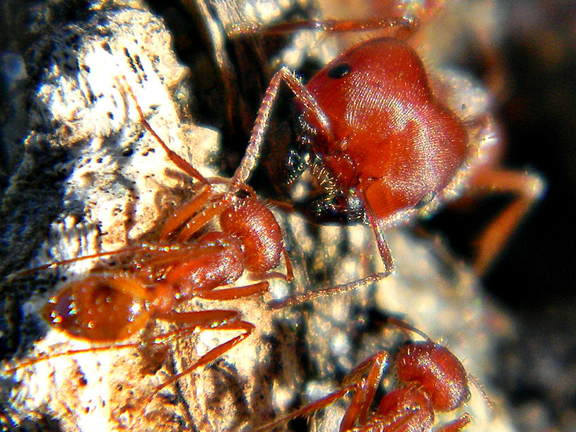 Mrówka żniwiarka z Florydy /materiały prasowe