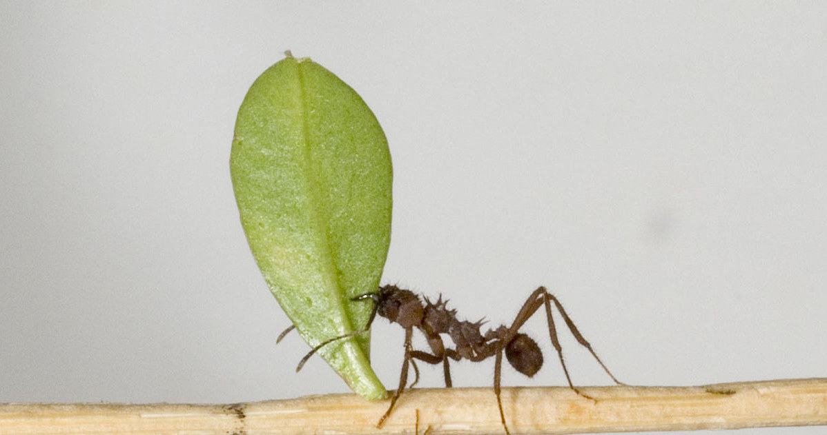 Mrówki Acromyrmex echinatior /materiały prasowe