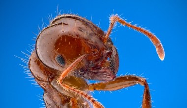 Mrówki chodzą do owadziej apteki. Jak wygląda zwierzęce samoleczenie?